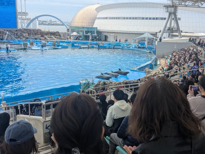イルカショー