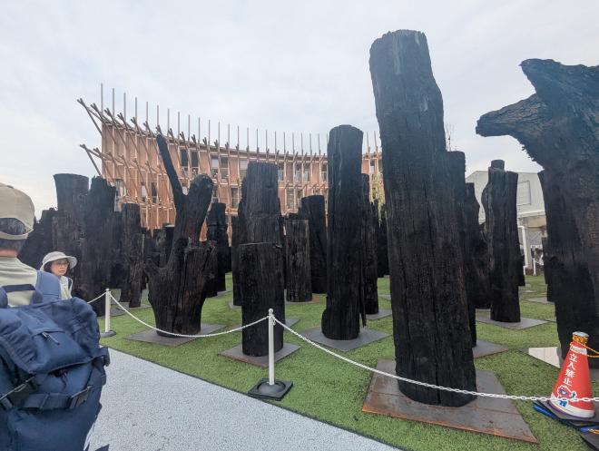 並べられた木の化石