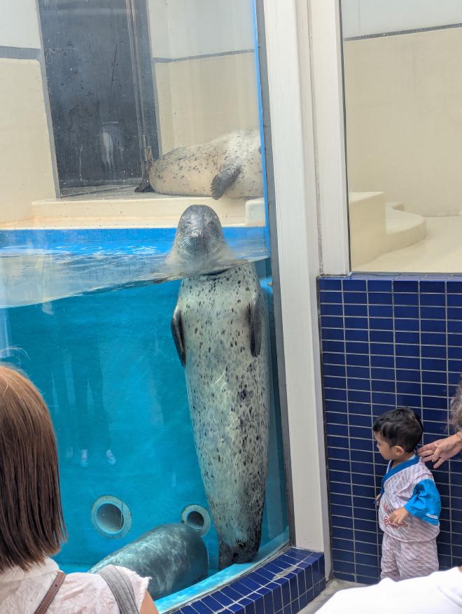 直立不動アシカ